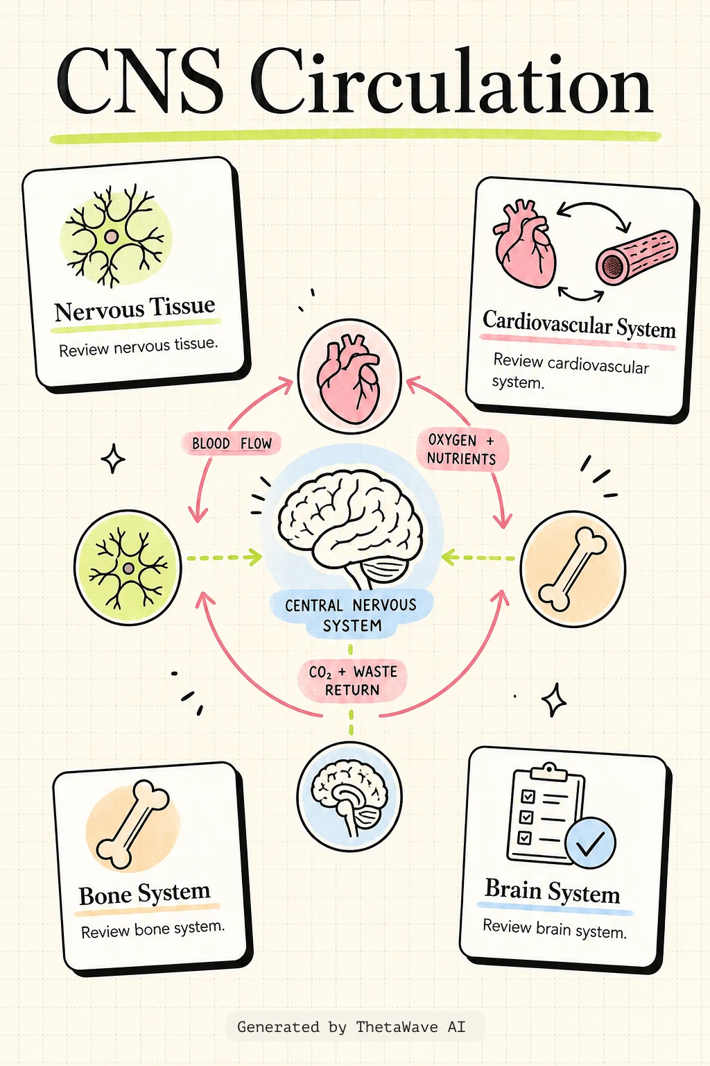 Anatomy and Physiology 2e: 13.3 Circulation and the Central Nervous Systemの図解