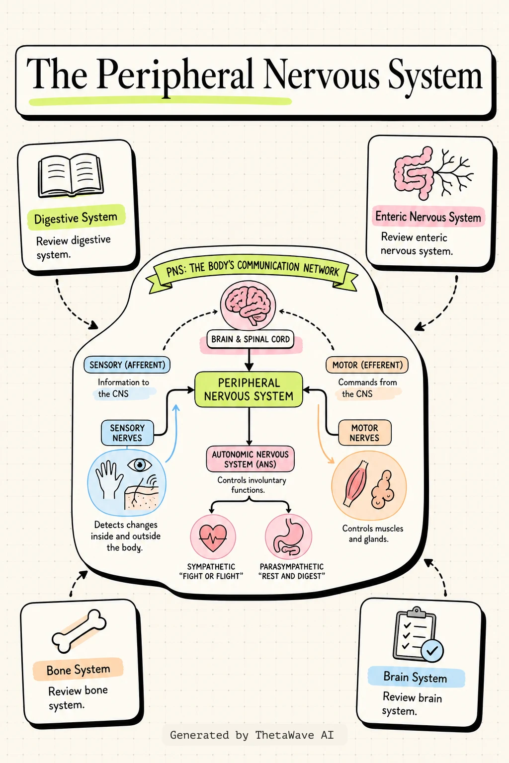 Anatomy and Physiology 2e: 13.4 The Peripheral Nervous System的資訊圖