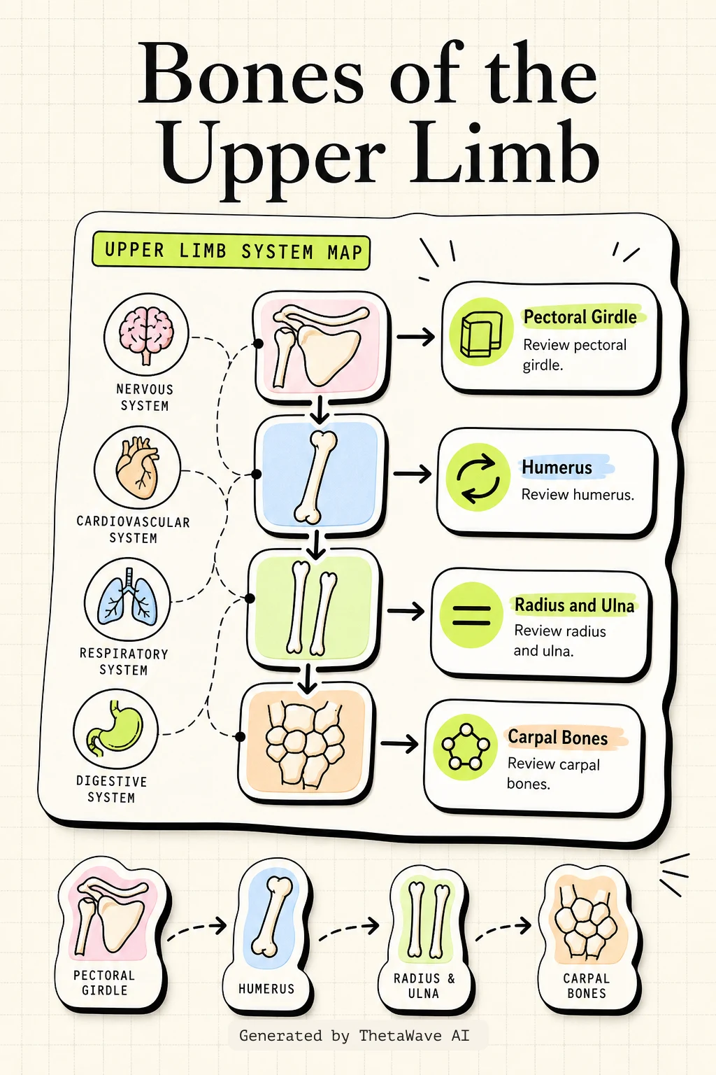 Infografica di Anatomy and Physiology 2e: 8.2 Bones of the Upper Limb